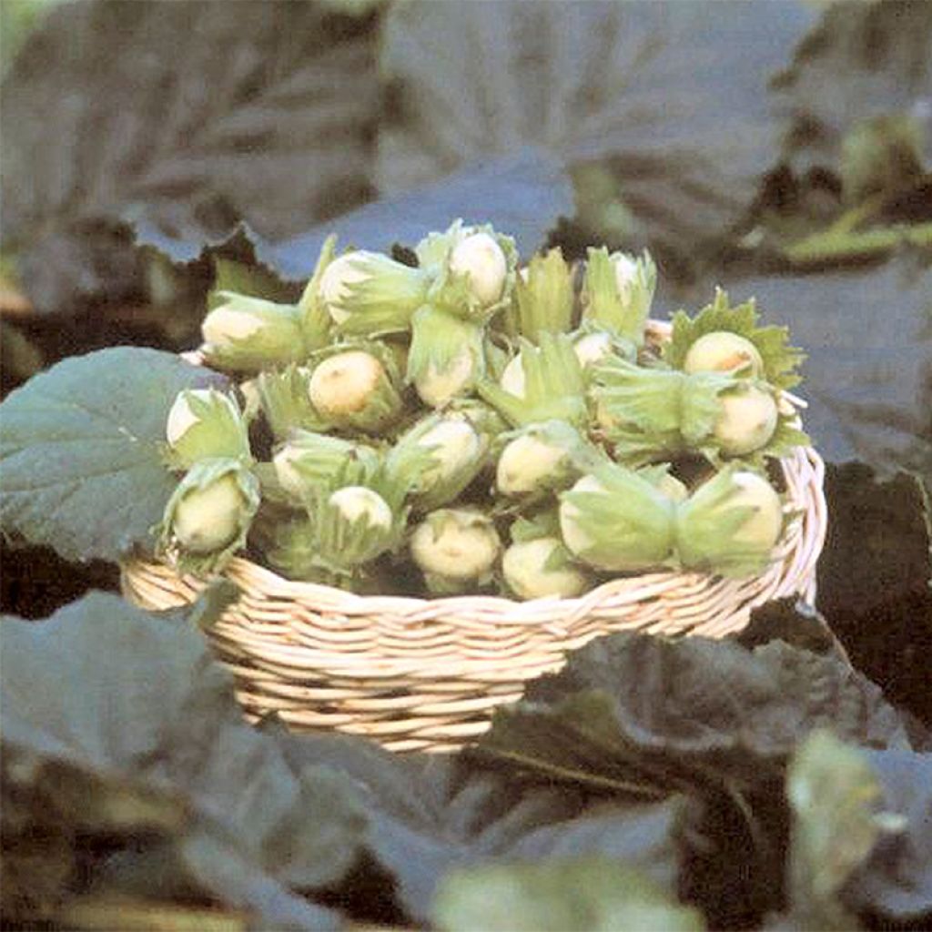 Avellana Fertile de Coutard