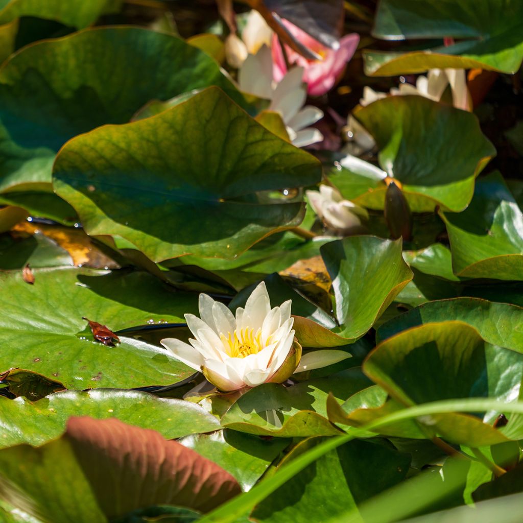 Nenúfar Marliacea Albida - Nymphaea