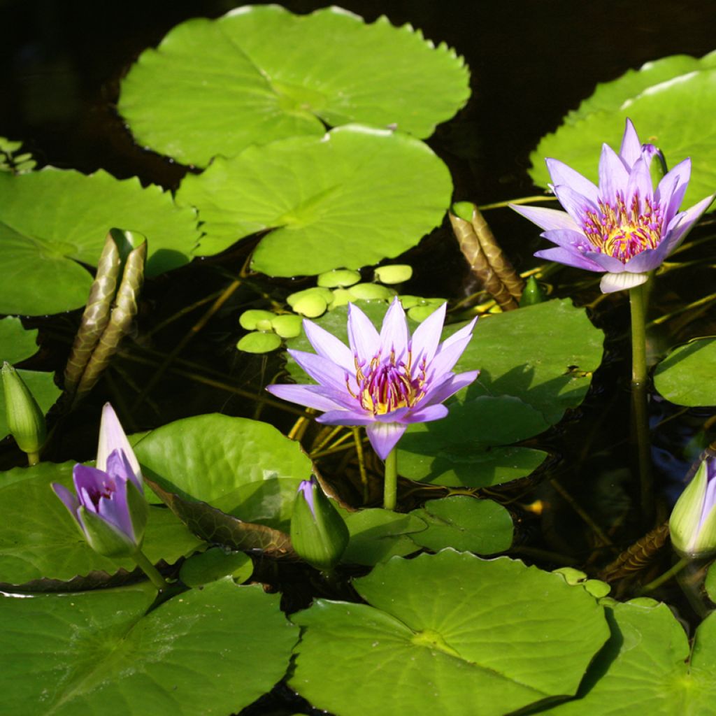 Nenúfar colorata - Nymphaea