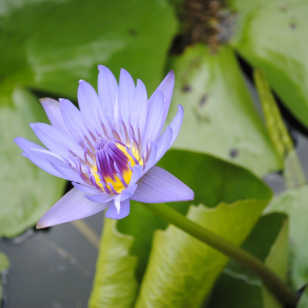 Nenúfar colorata - Nymphaea