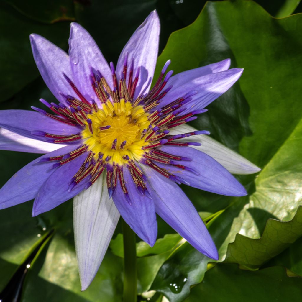 Nenúfar colorata - Nymphaea