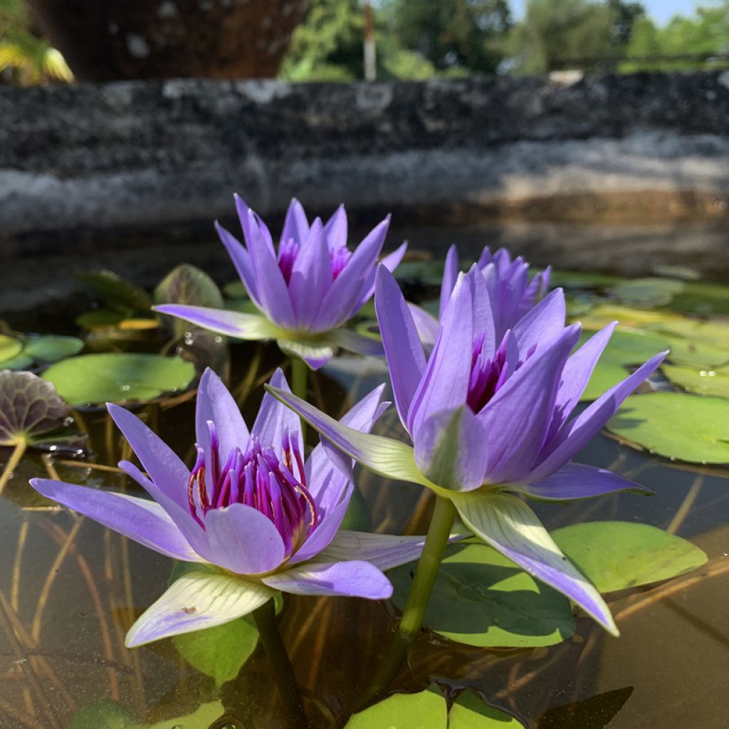 Nenúfar colorata - Nymphaea