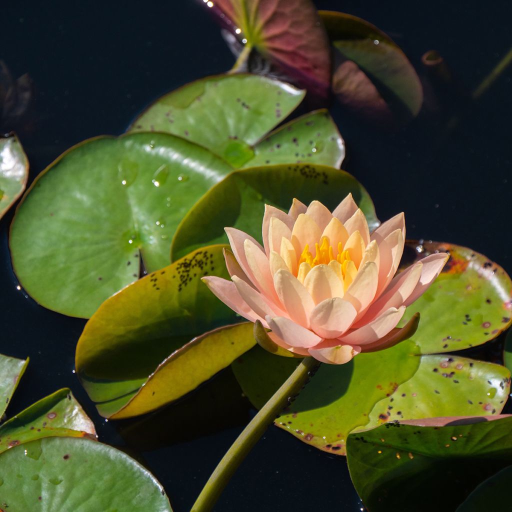 Nenúfar Clyde Ikins - Nymphaea