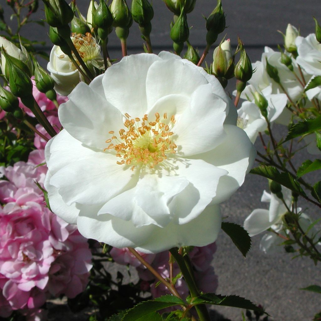 Rosal Decorosier Opalia noaschnee (Rosal de pie alto)