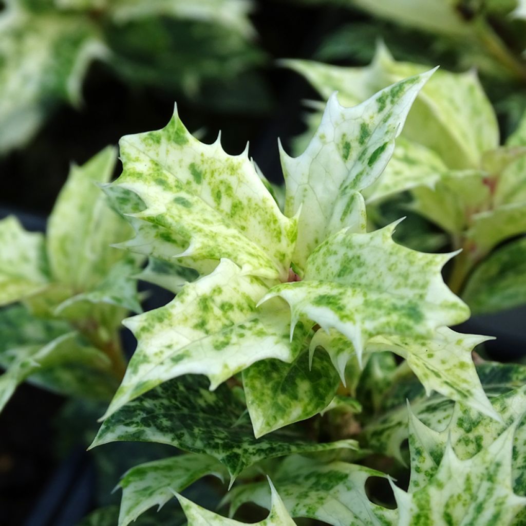 Osmanthus heterophyllus Tricolor - Acebo chino