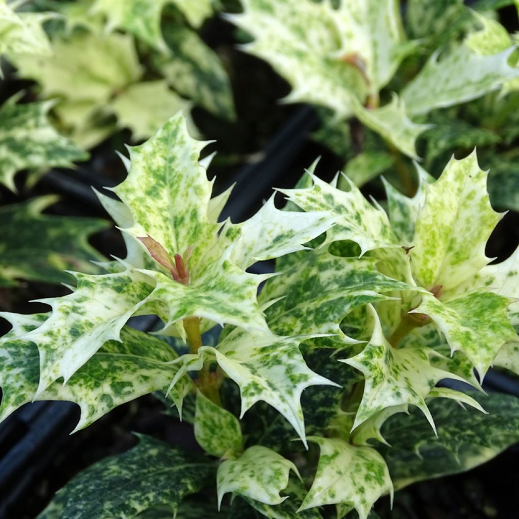 Osmanthus heterophyllus Tricolor - Acebo chino