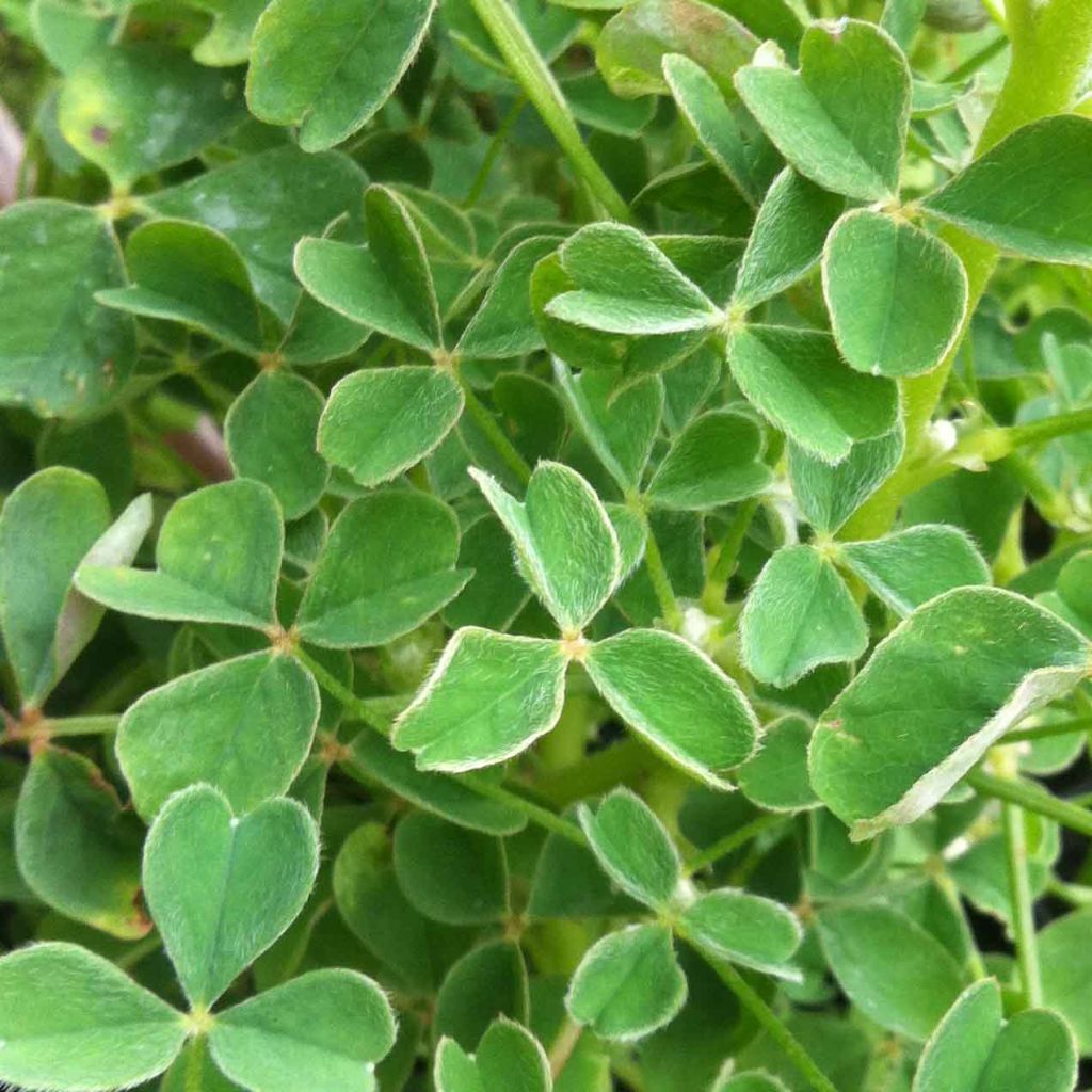 Oca - Oxalis tuberosa