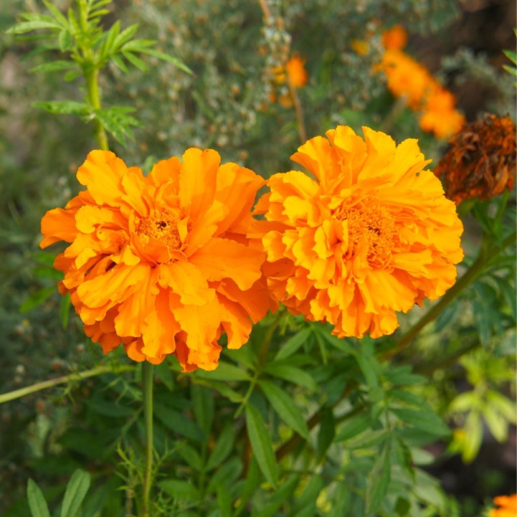Clavel de moro Bonanza Orange