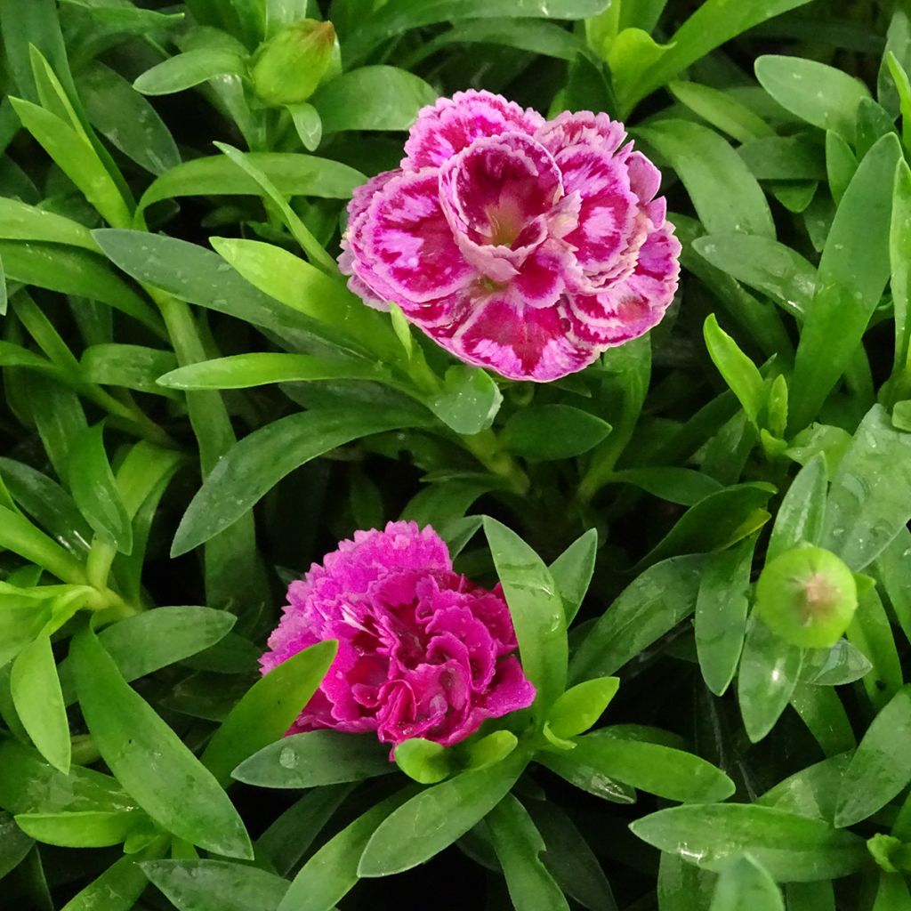 Dianthus Sunflor Sinclair - Clavel