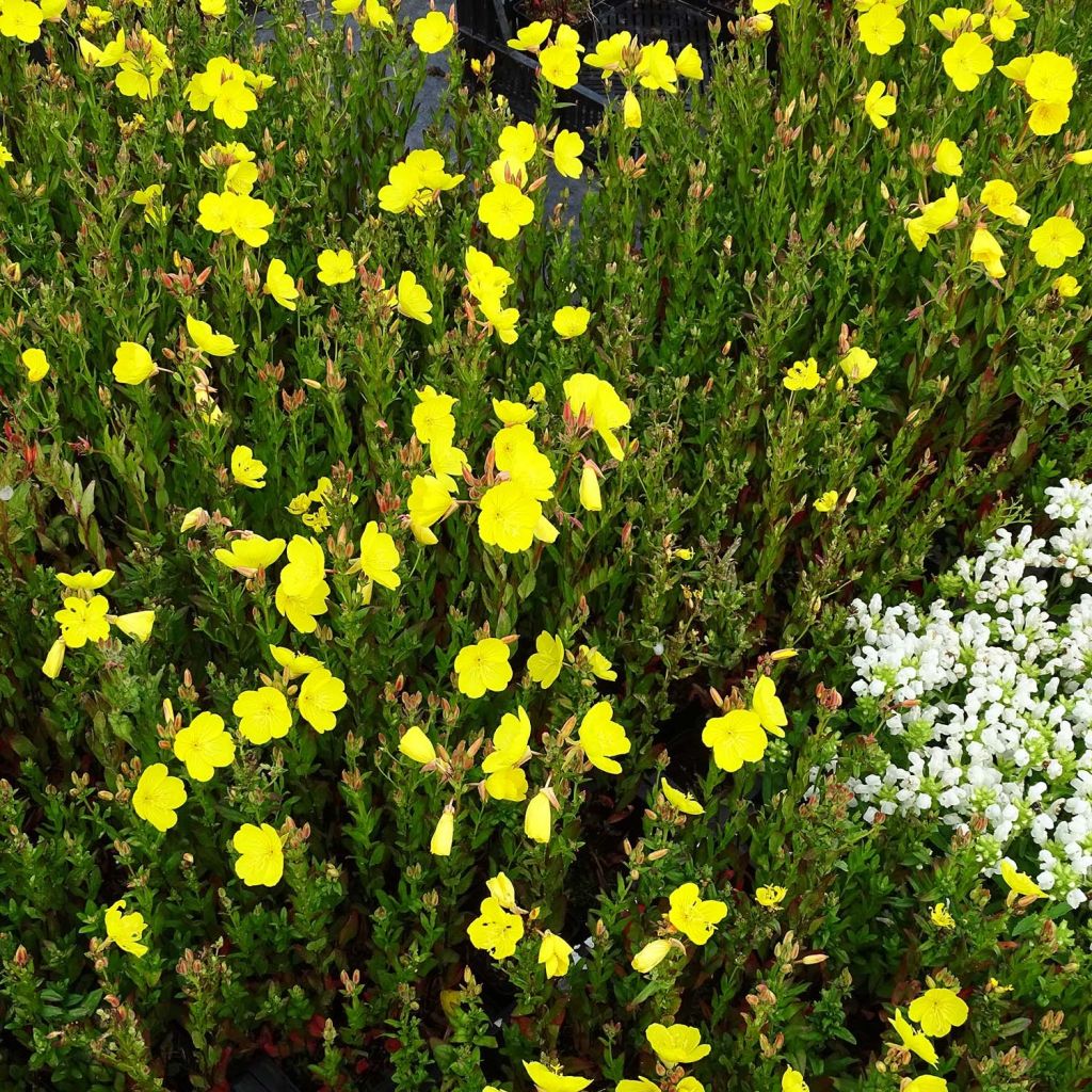 Oenothera fruticosa Hohes Licht - Onagra