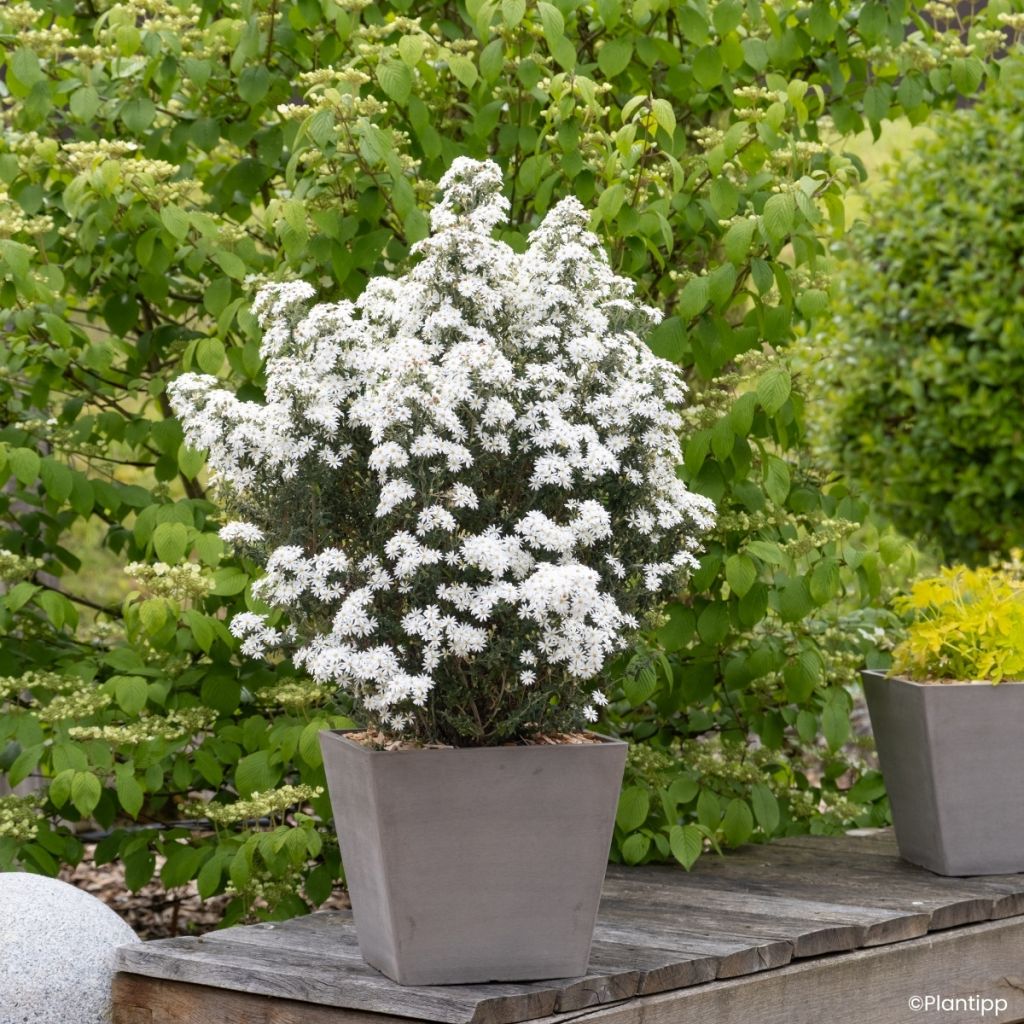 Olearia phlogopappa Spring Bling