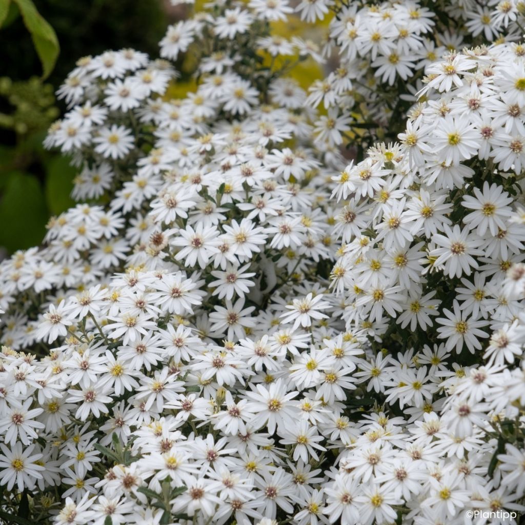 Olearia phlogopappa Spring Bling