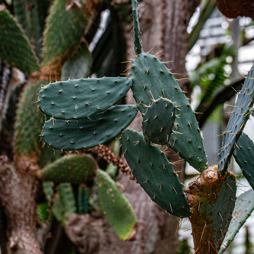 Opuntia bergeriana - Cactus raqueta