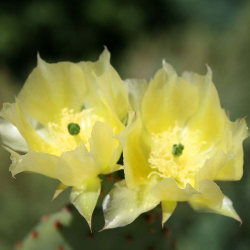 Opuntia microdasys