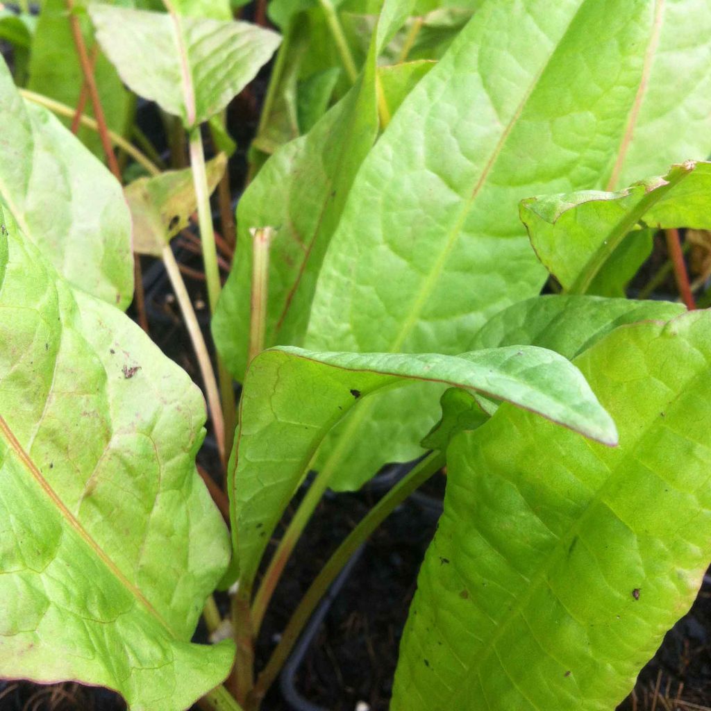 Acederón Bio - Rumex patientia