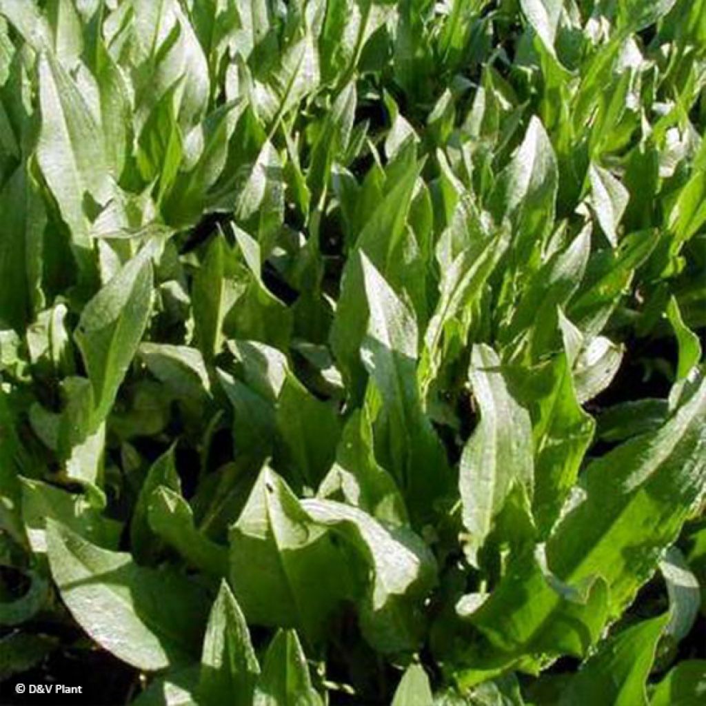 Acederón - Rumex patientia