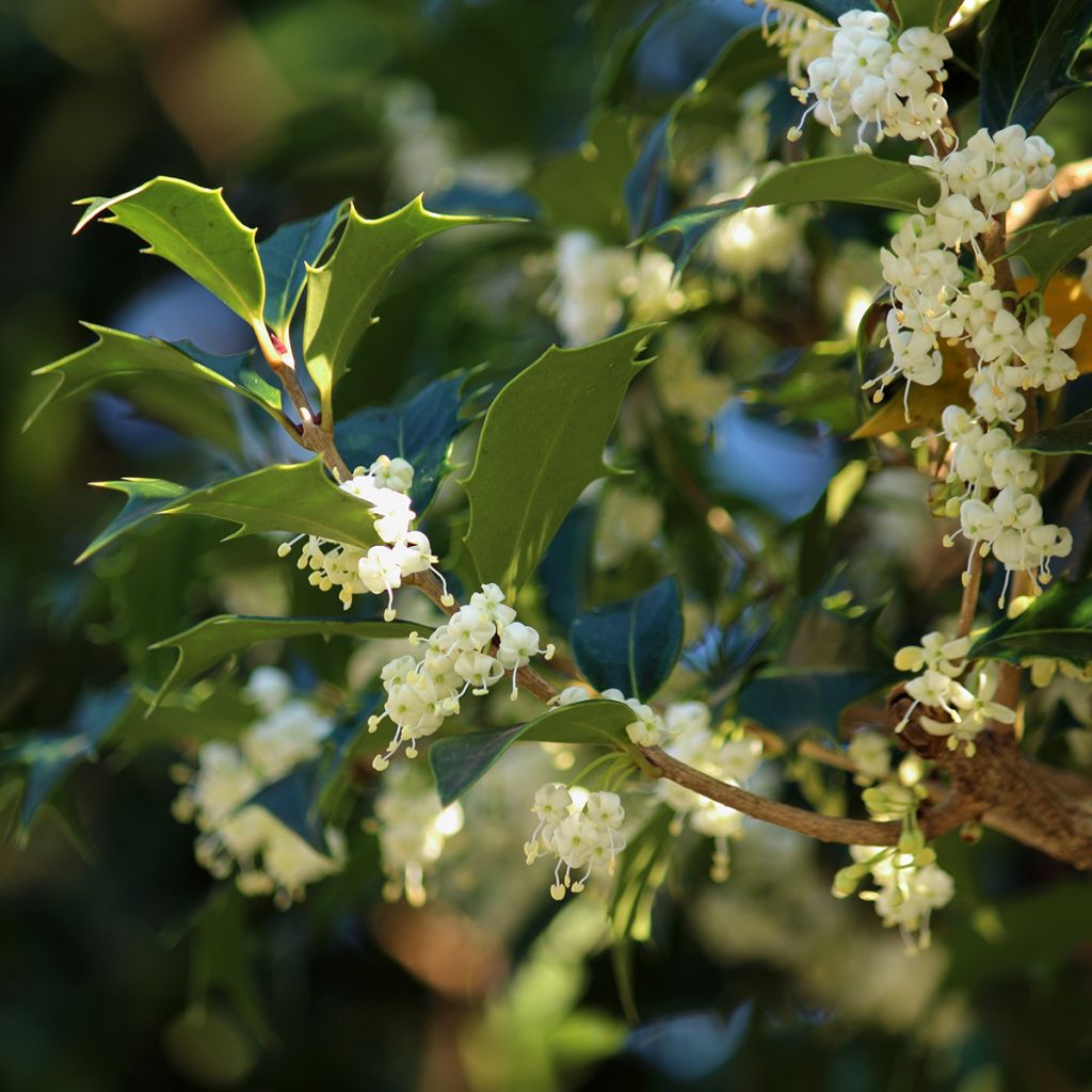 Osmanthus heterophyllus - Acebo chino