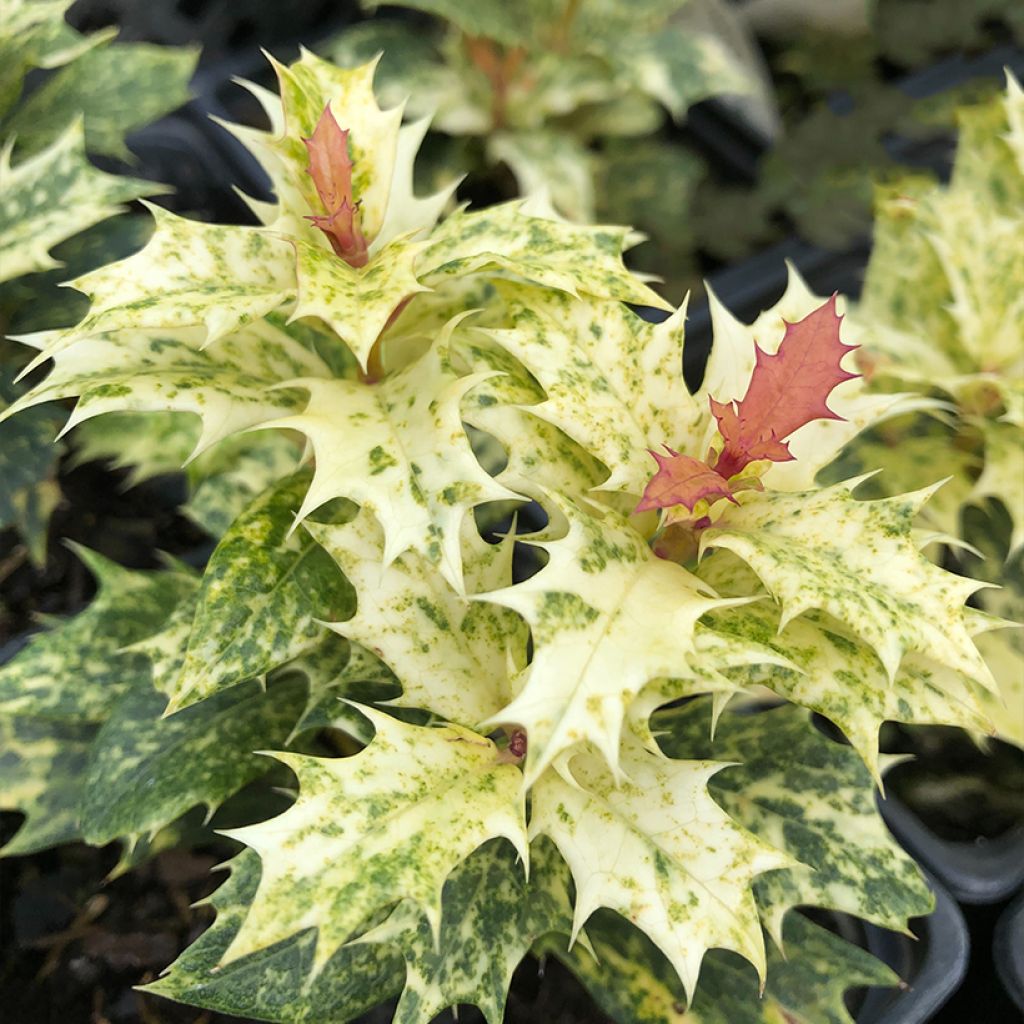 Osmanthus heterophyllus Tricolor - Acebo chino