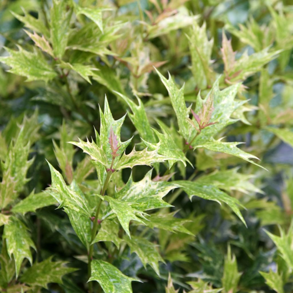 Osmanthus heterophyllus Tricolor - Acebo chino