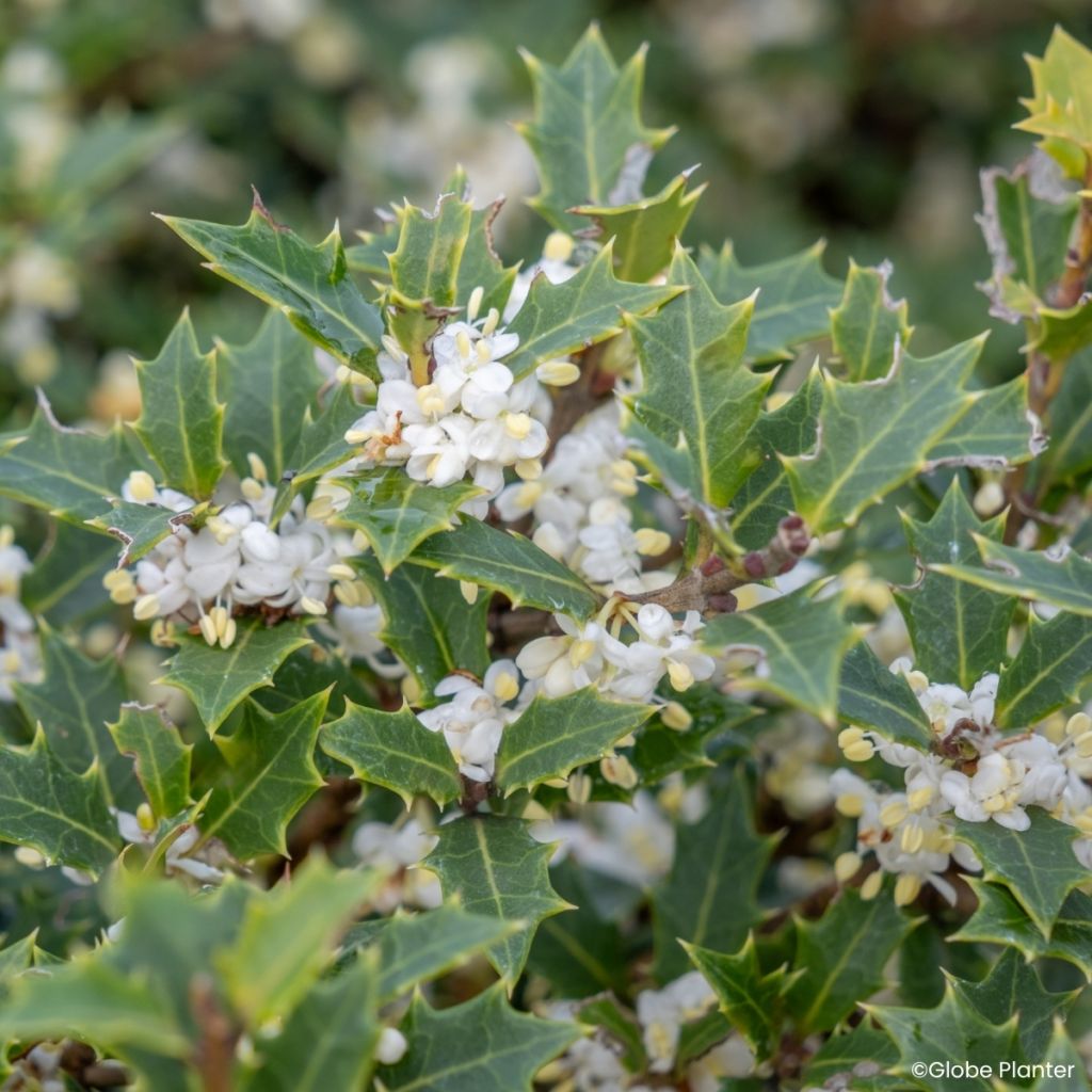 Osmanthus heterophyllus Perfume Party - Acebo chino