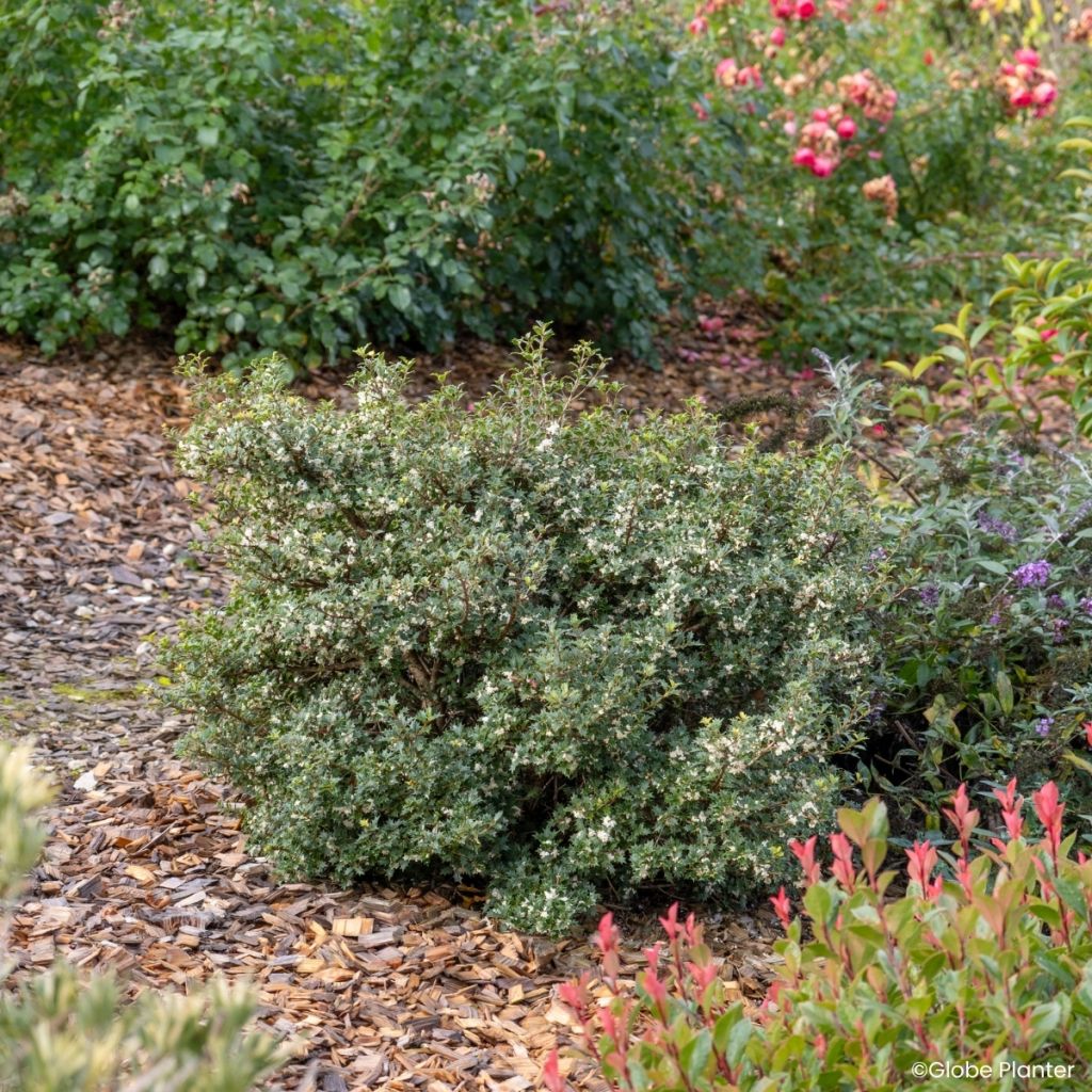 Osmanthus heterophyllus Perfume Party - Acebo chino