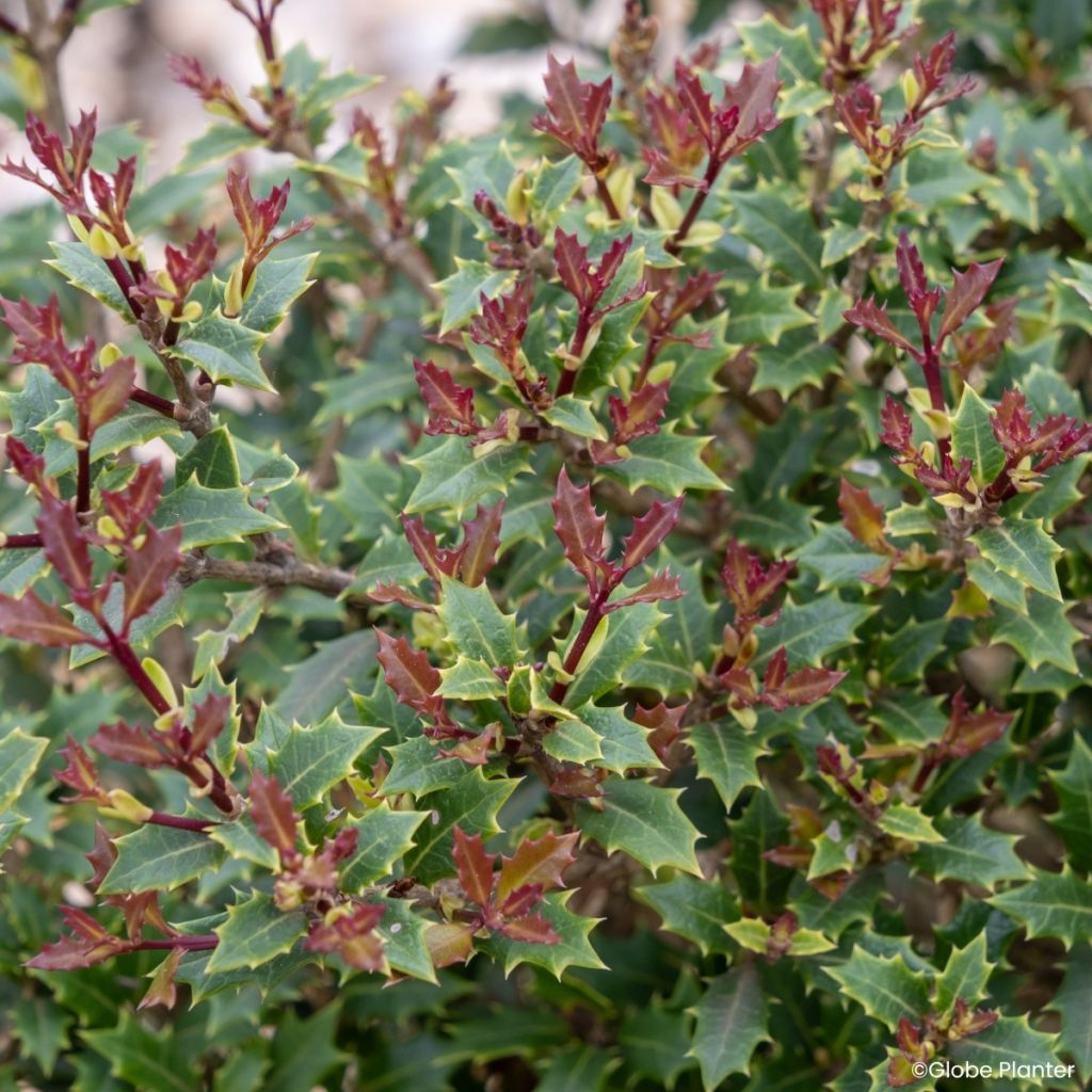 Osmanthus heterophyllus Perfume Party - Acebo chino
