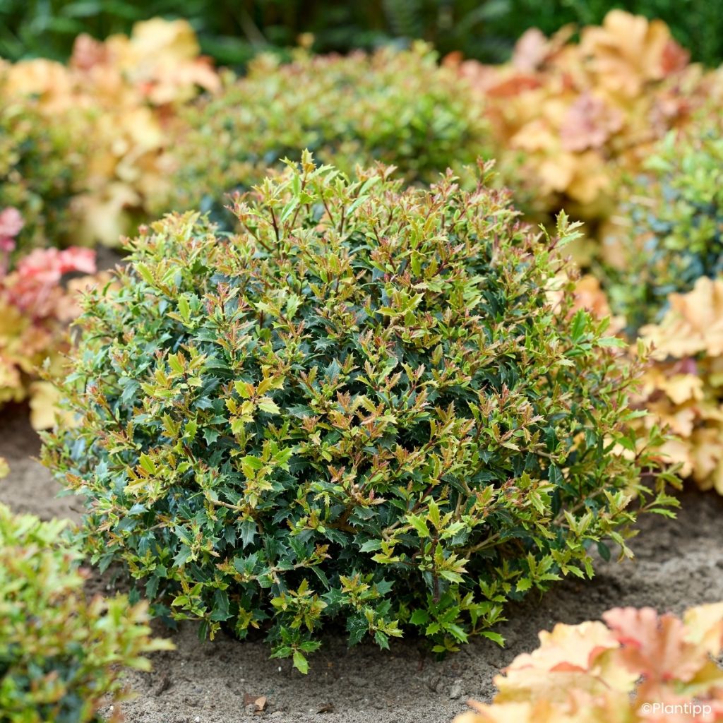 Osmanthus heterophyllus Perfume Party - Acebo chino