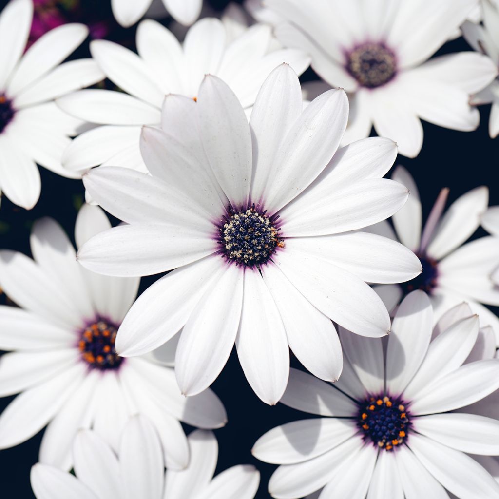 Osteospermum Cape Daisy White - Margarita del Cabo