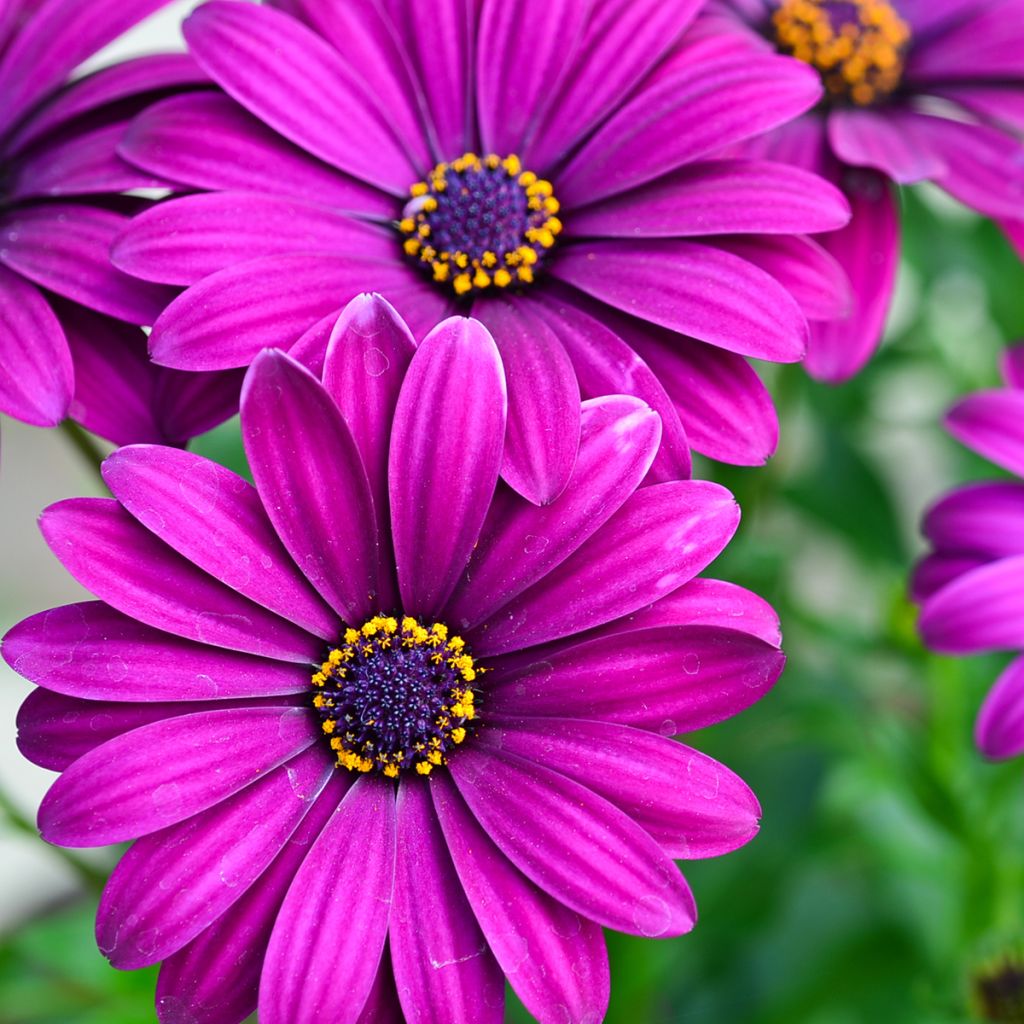 Osteospermum Dalina Bright Purple - Margarita del Cabo