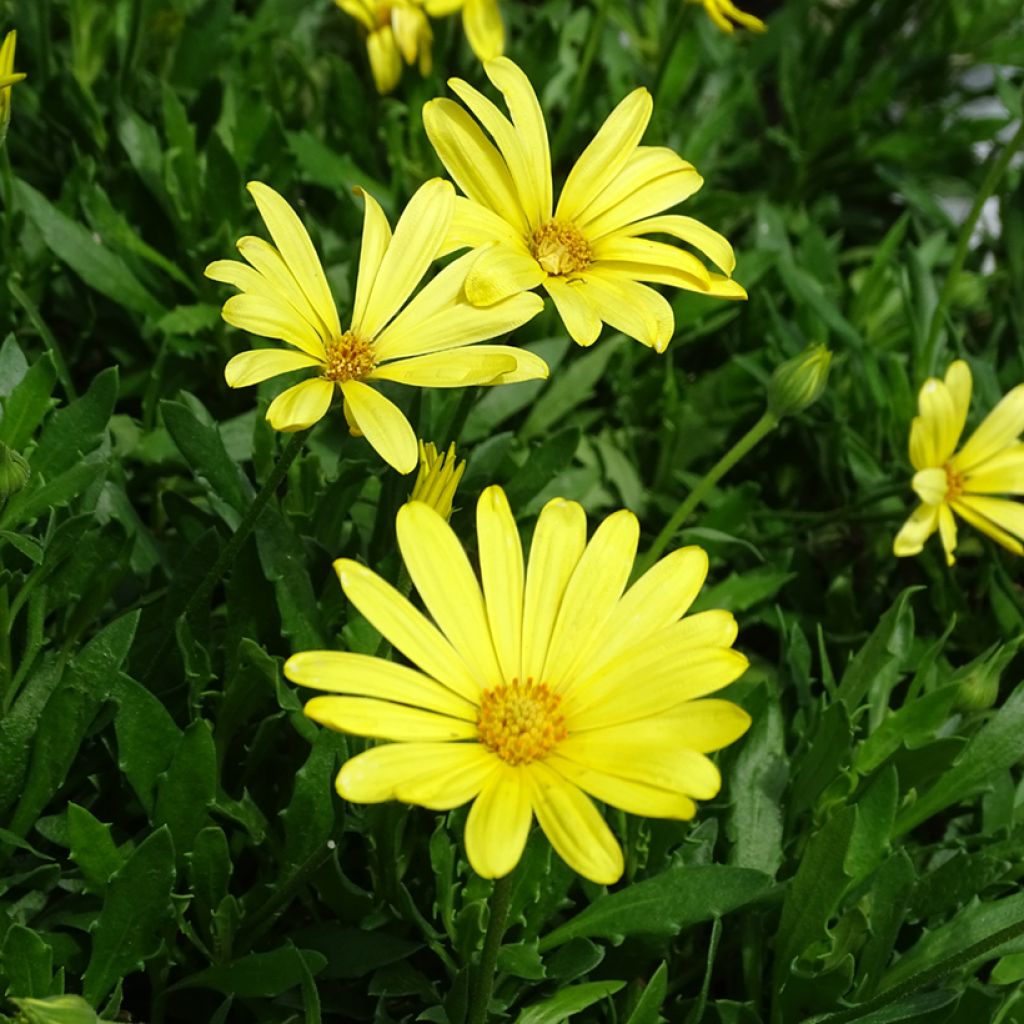 Osteospermum Voltage Yellow - Margarita del Cabo