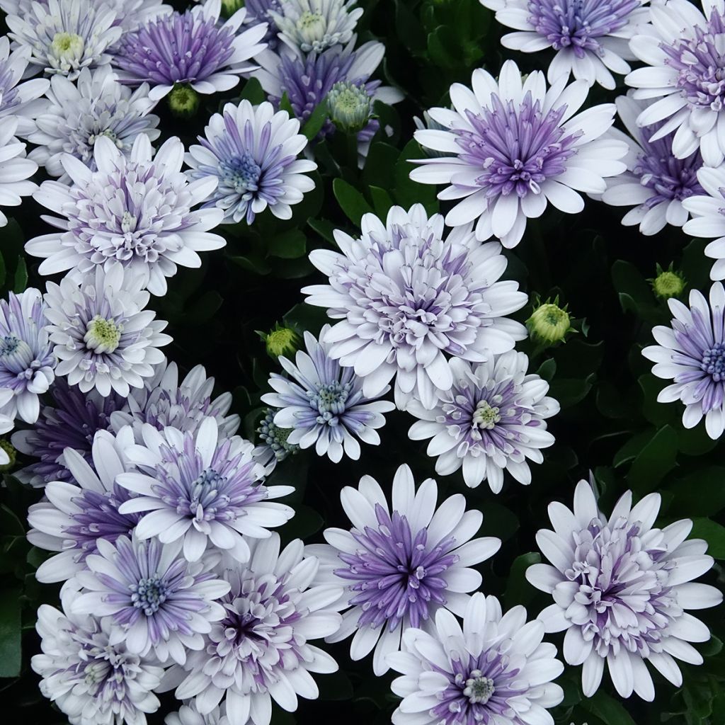 Osteospermum ecklonis 3D Steel Blue - Margarita del Cabo