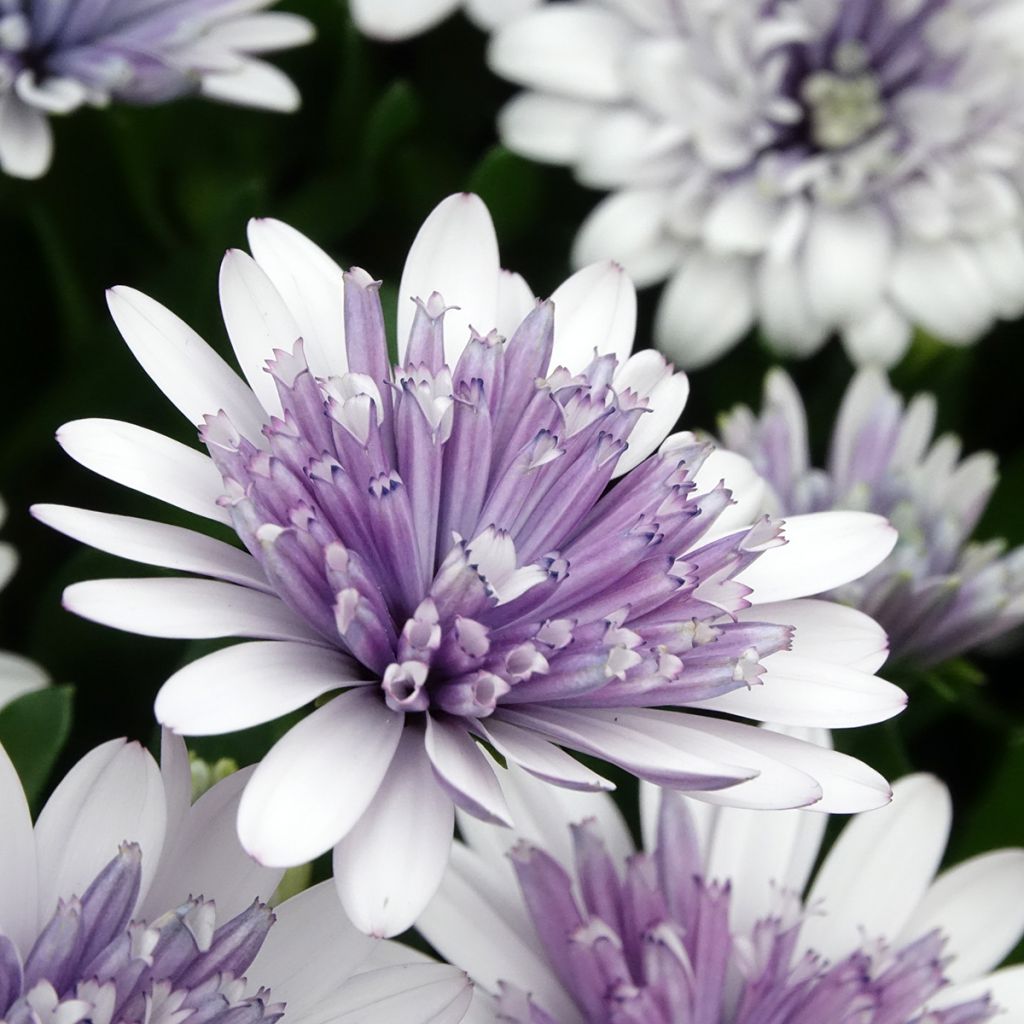 Osteospermum ecklonis 3D Steel Blue - Margarita del Cabo
