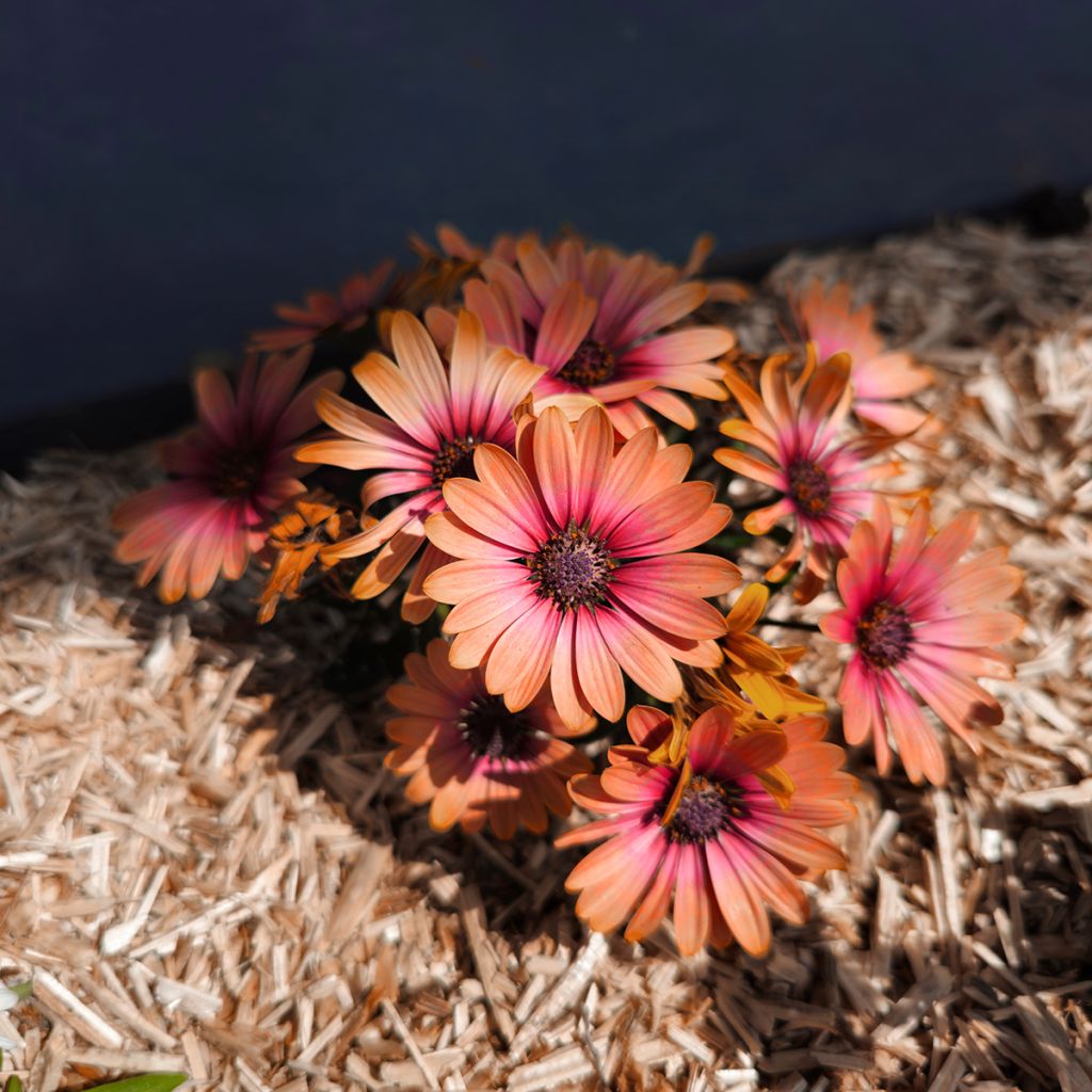 Osteospermum Cape Daisy Fireburst - Margarita del Cabo
