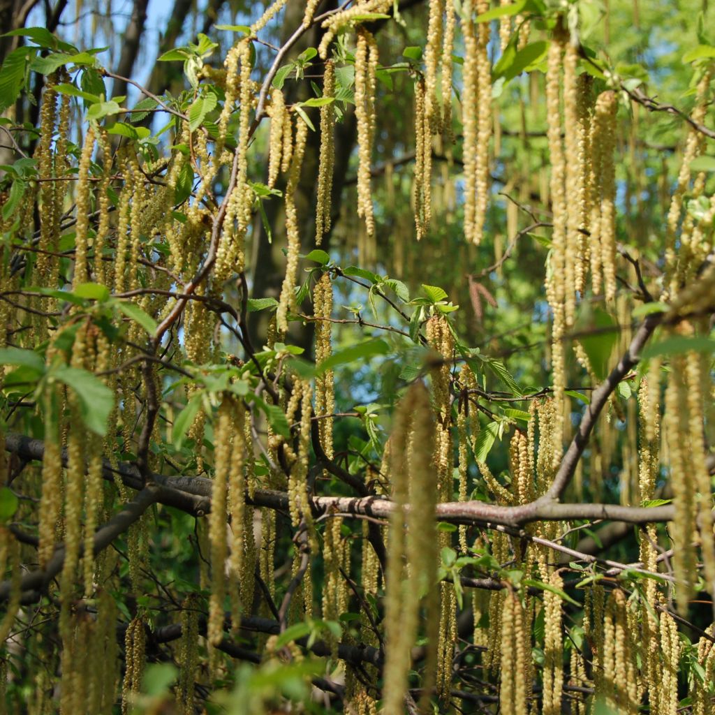 Ostrya carpinifolia - Carpe negro