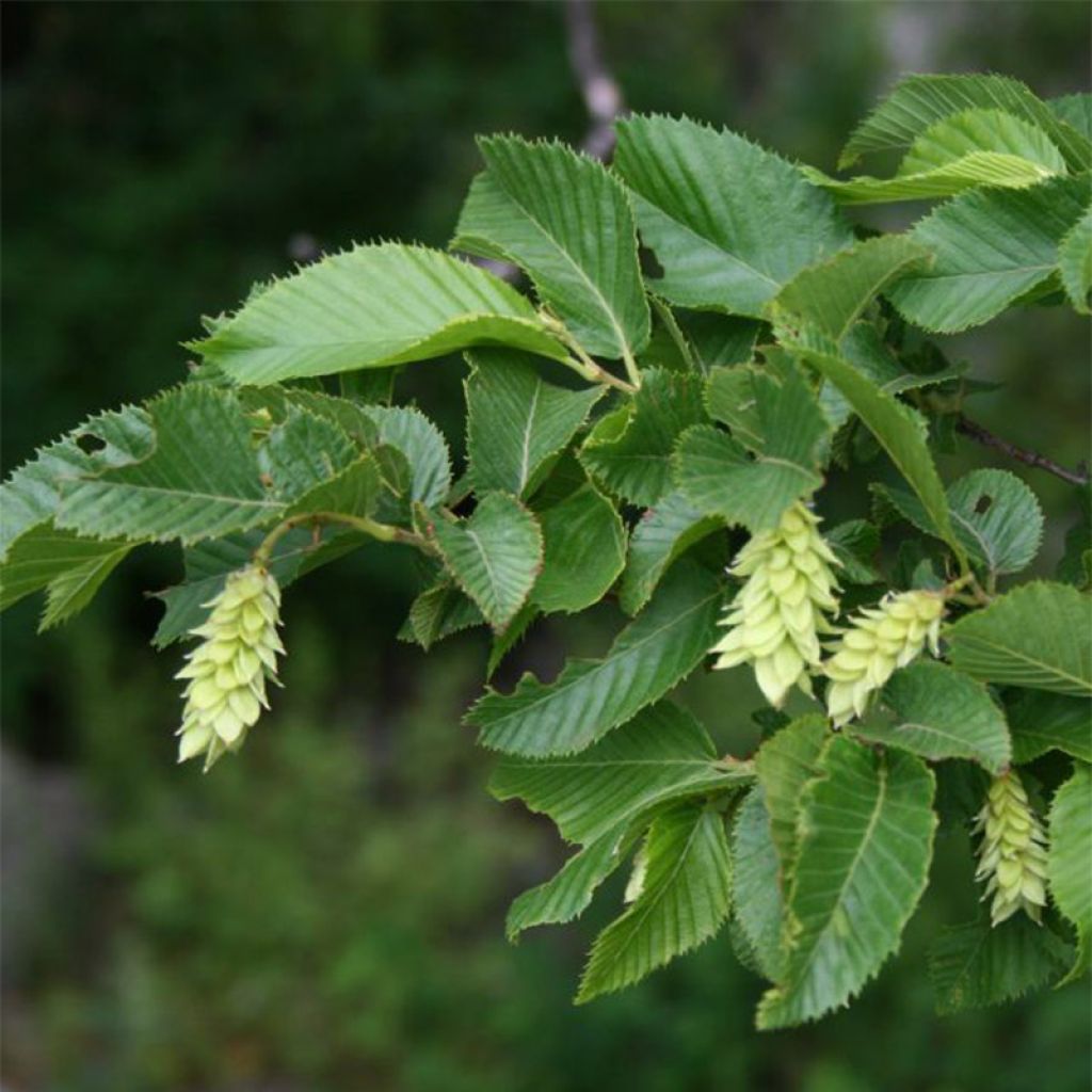 Ostrya carpinifolia - Carpe negro