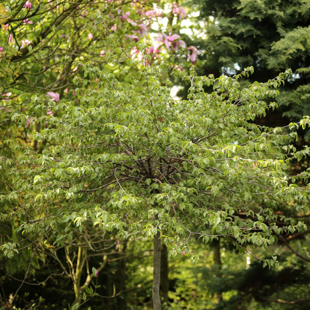 Ostrya carpinifolia Marja Findling - Carpe negro