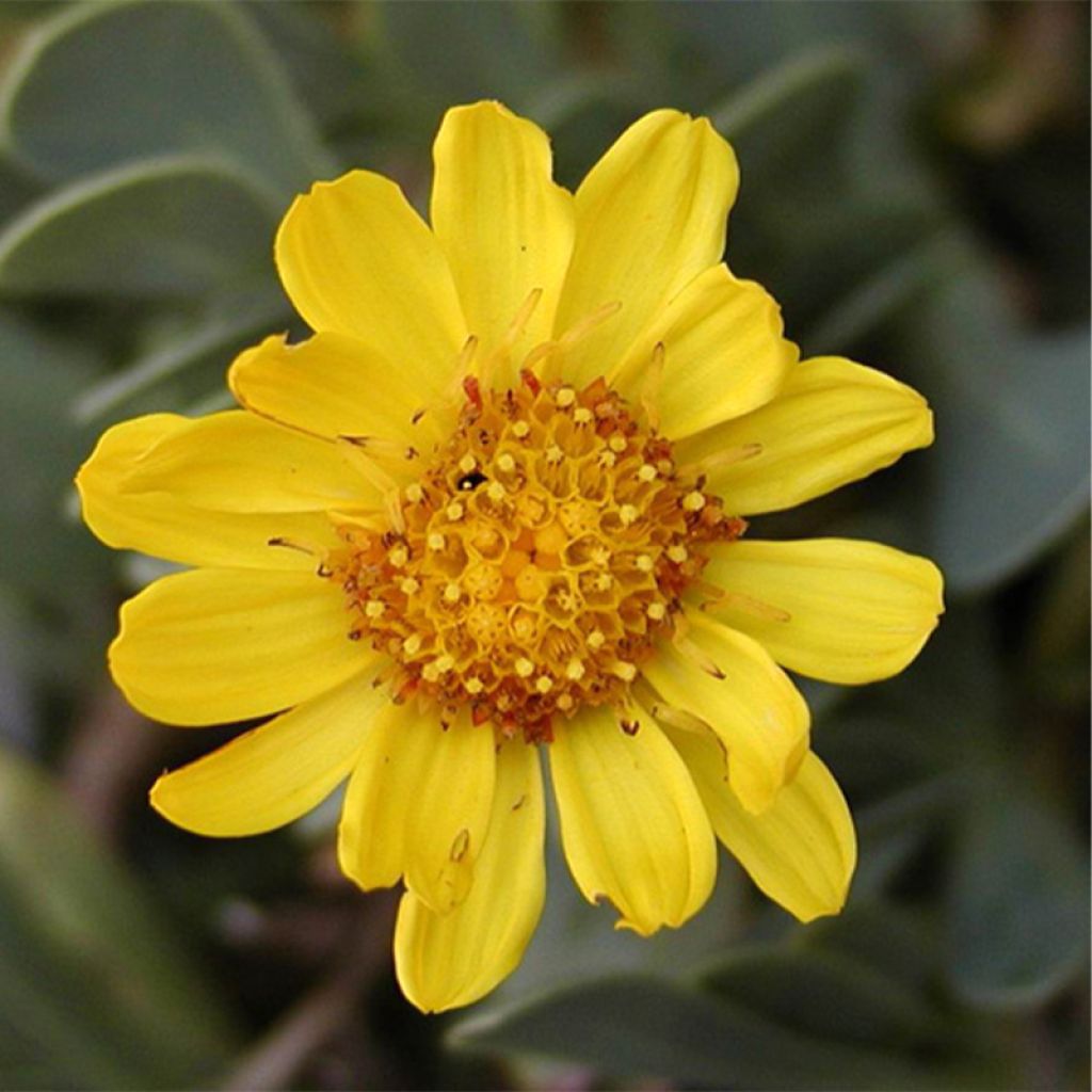 Azulín - Othonna cheirifolia