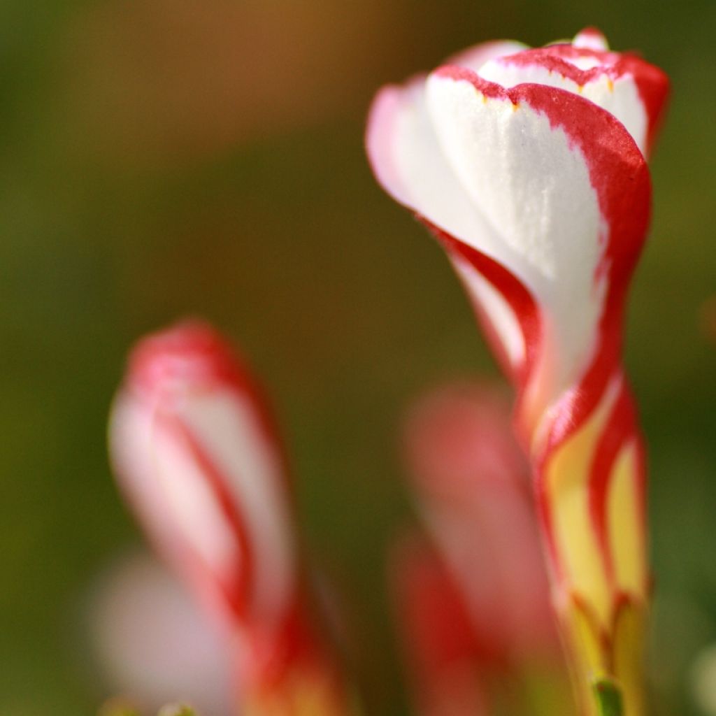 Oxalis versicolor - Acederilla