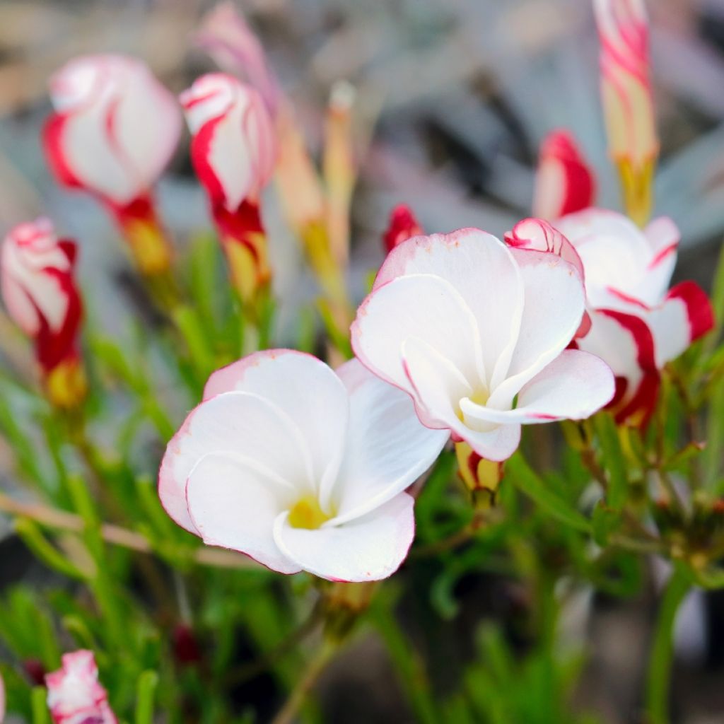 Oxalis versicolor - Acederilla