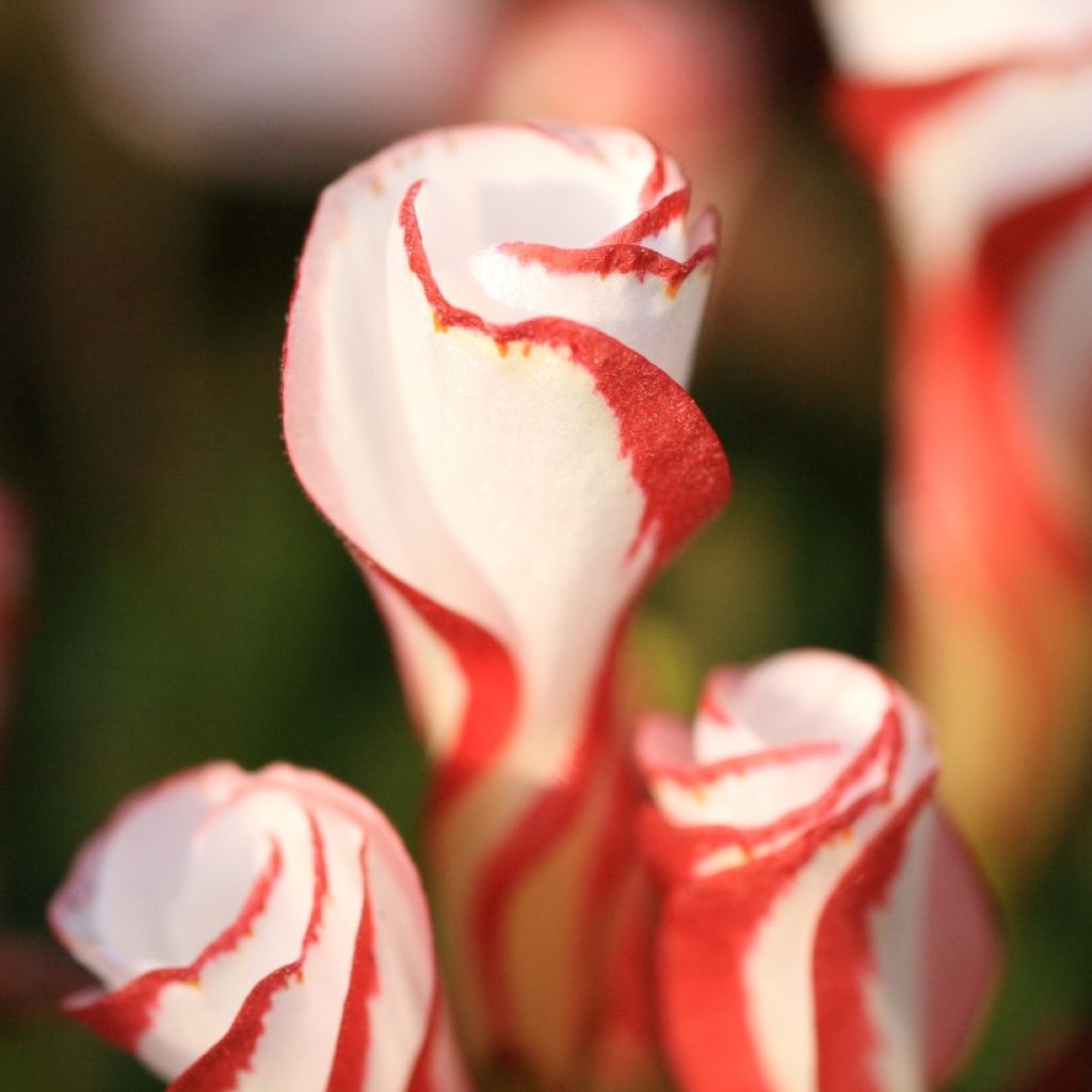 Oxalis versicolor - Acederilla