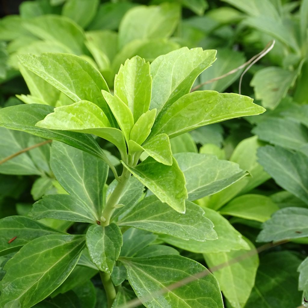 Pachysandra terminalis - Diamante