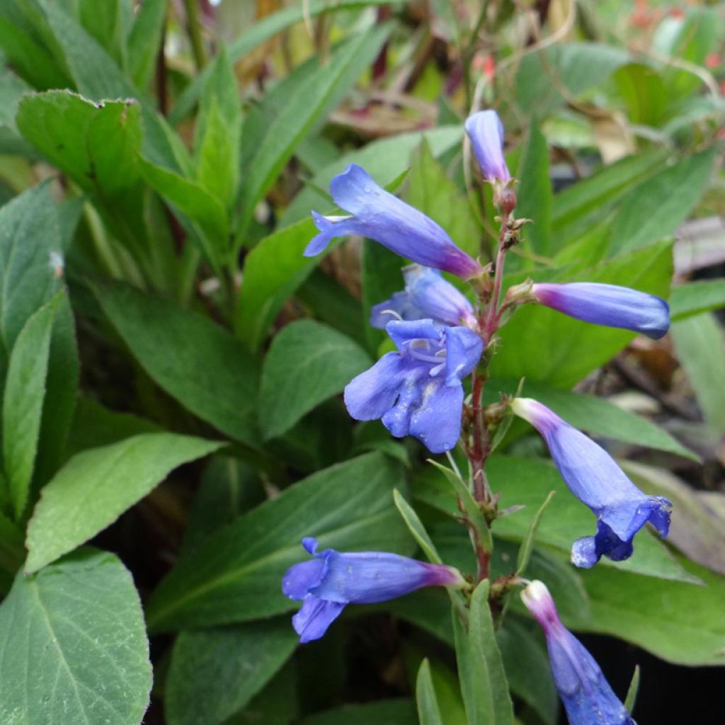 Penstemon heterophyllus Blue Spring - Campanita