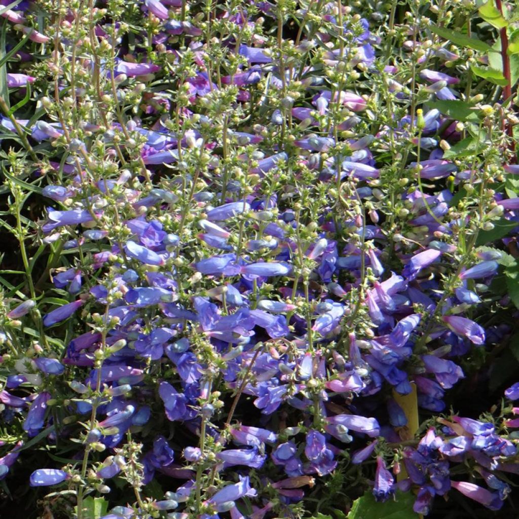 Penstemon heterophyllus Blue Spring - Campanita