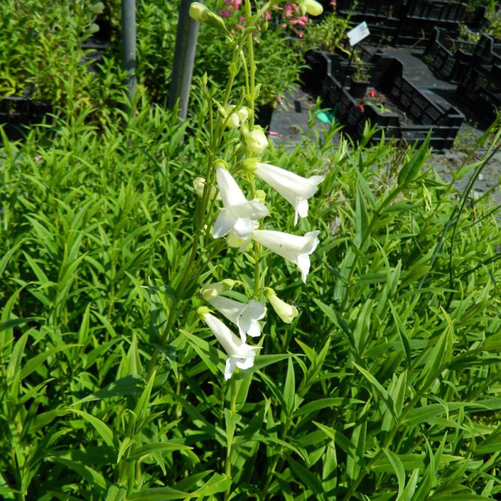 Penstemon Pensham Wedding Day - Campanita