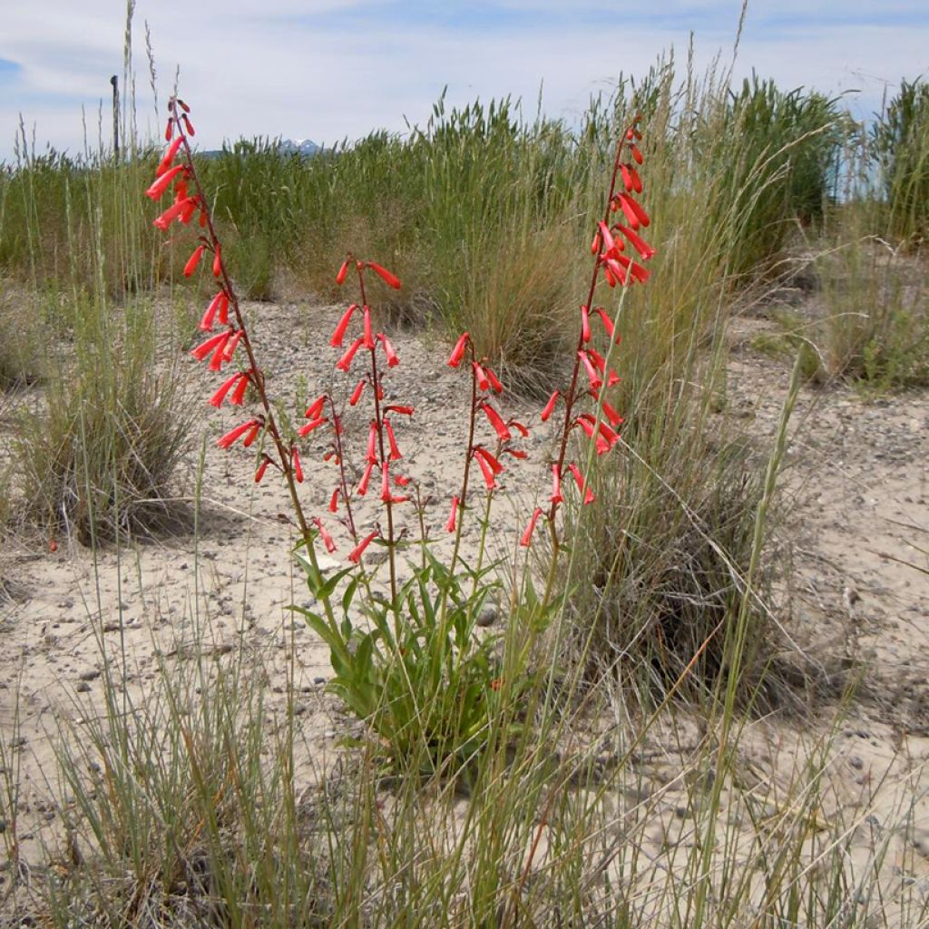 Penstemon eatonii - Campanita
