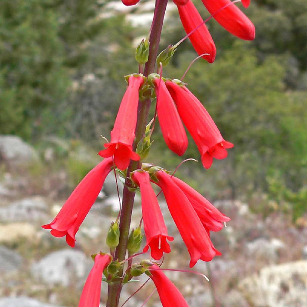 Penstemon eatonii - Campanita