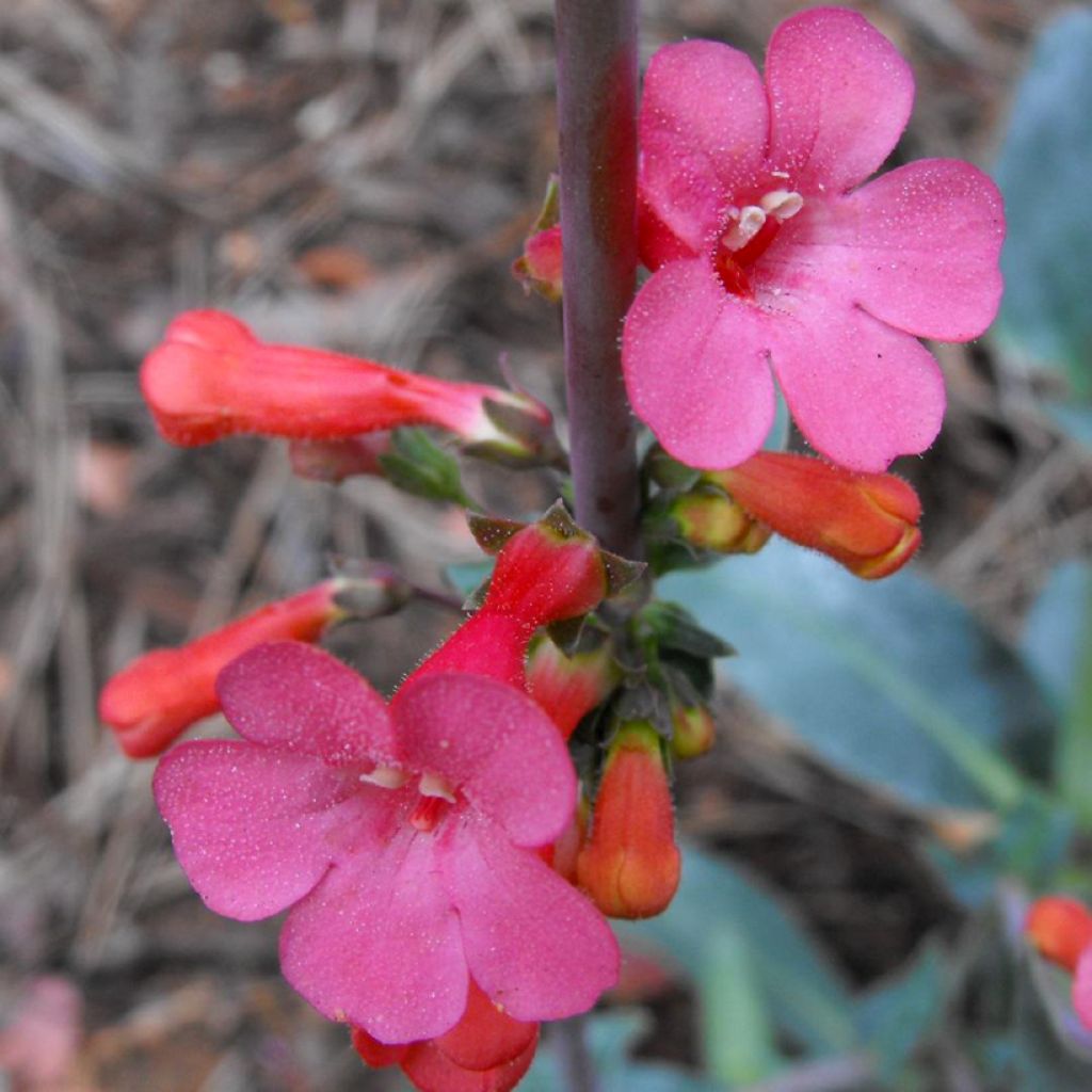 Penstemon superbus - Campanita