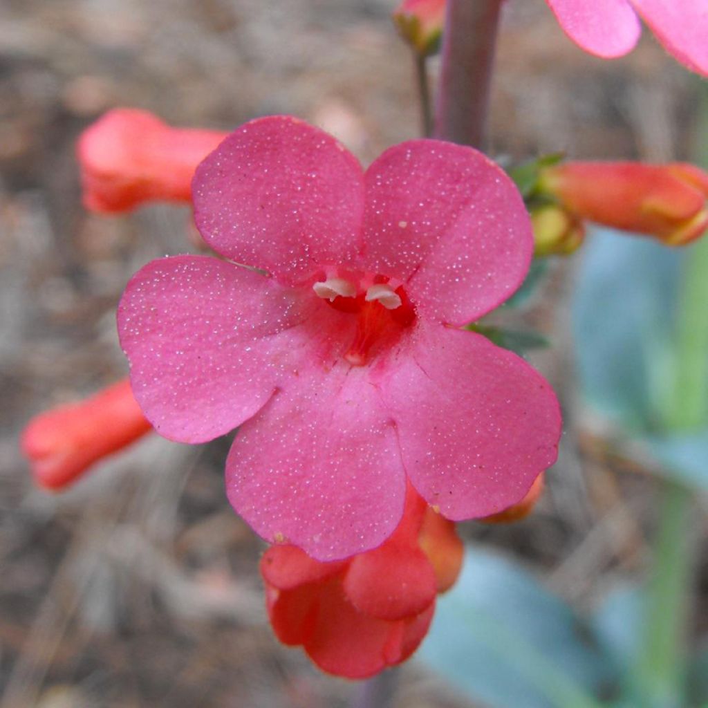 Penstemon superbus - Campanita