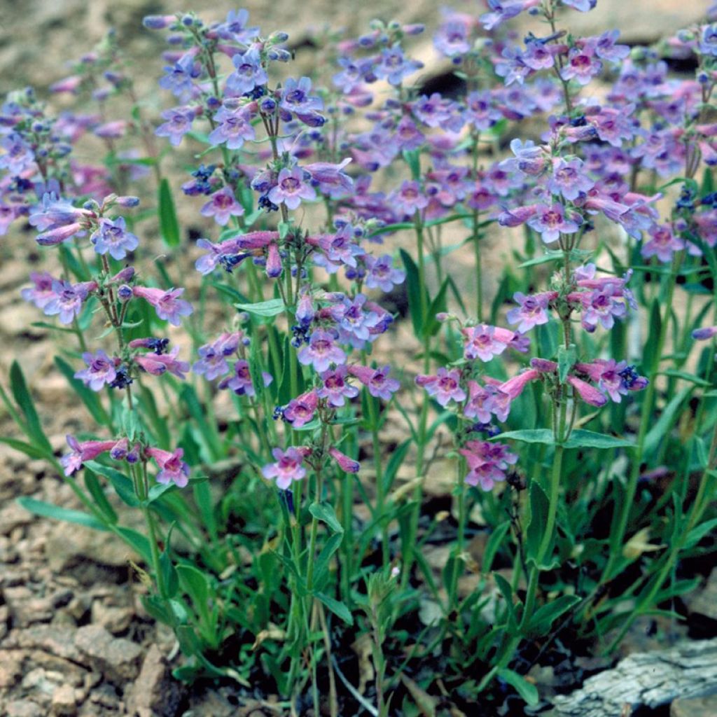Penstemon virens - Campanita