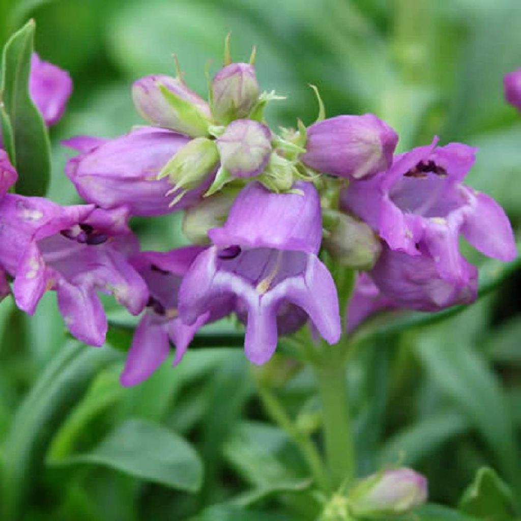 Penstemon virgatus Blue Buckle - Campanita